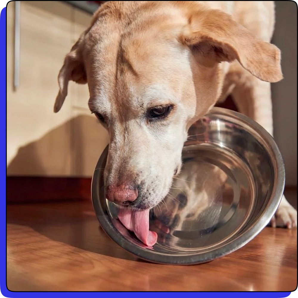 Senior dog licking bowl