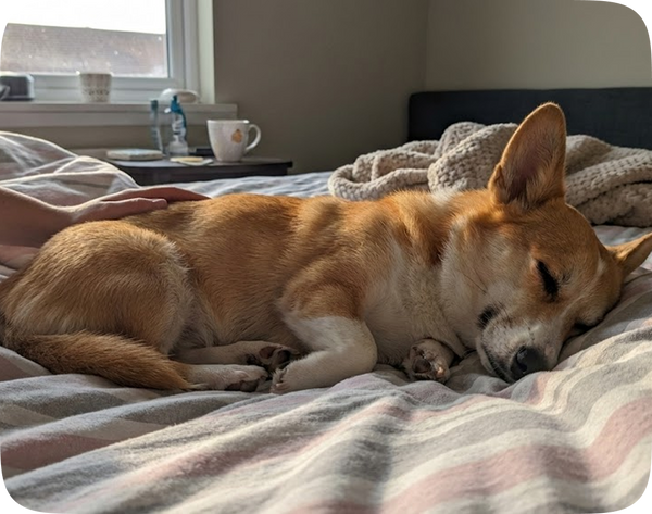 Sleeping all day, doesn't greet you at the door anymore