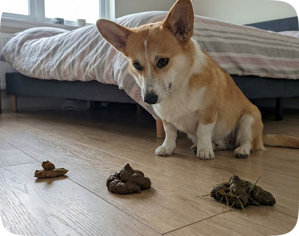 Weird poops — soft, inconsistent, smelly