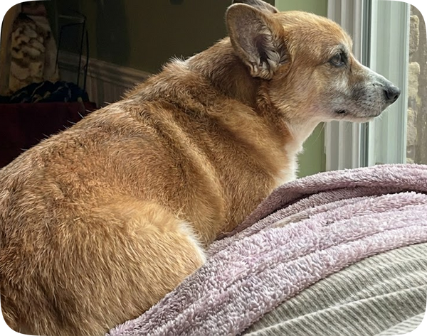 Dull coat, "old dog smell"