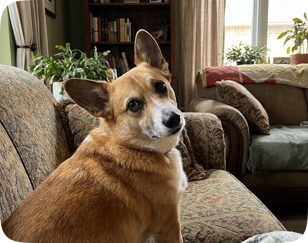 Seems confused sometimes, forgets commands