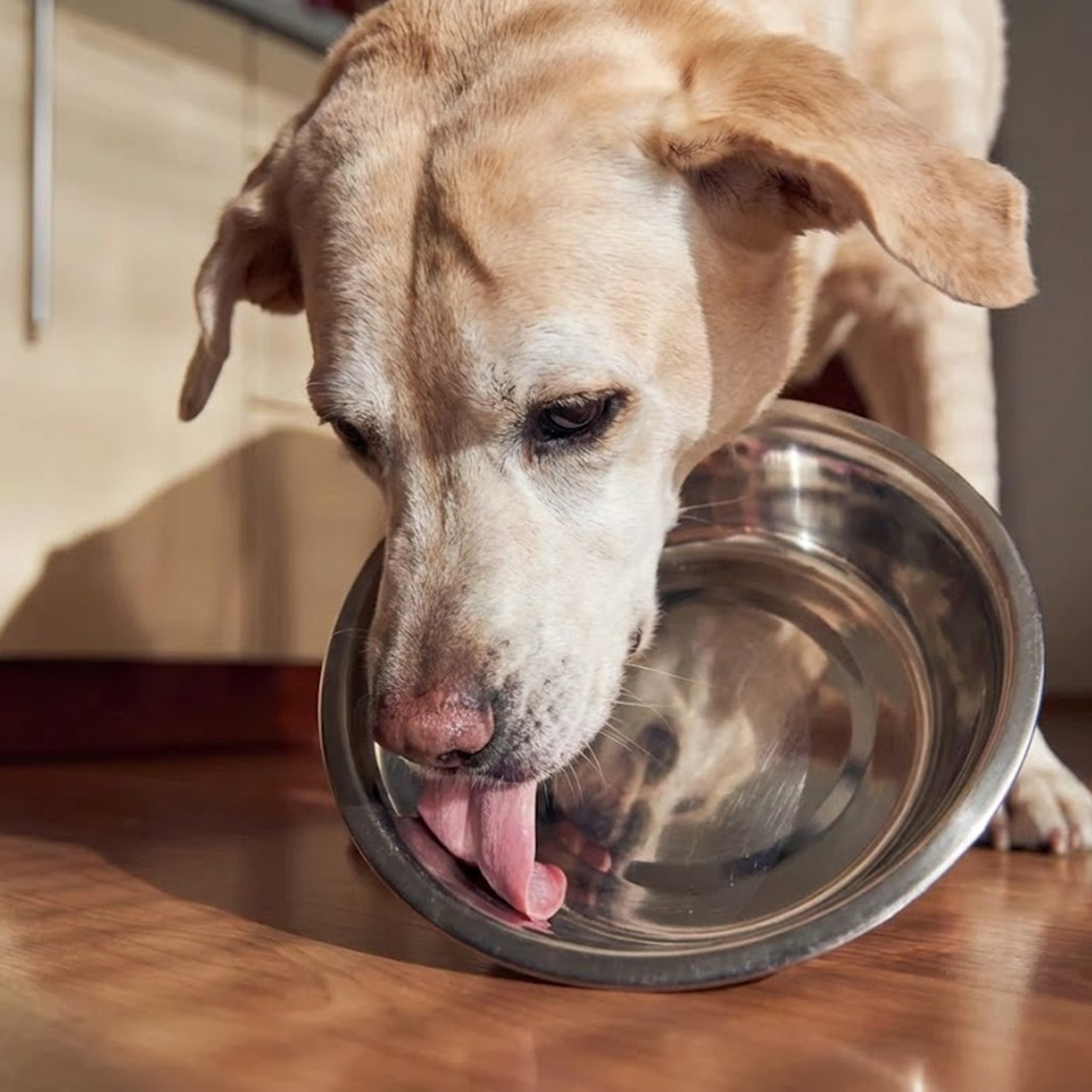 PupGenusis Template 1